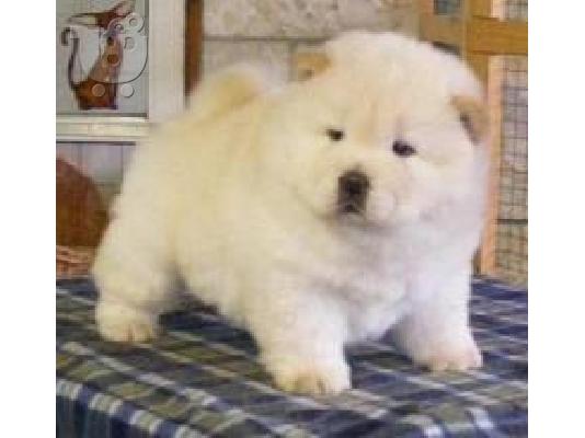 Τσόου Τσόου-Chow Chow